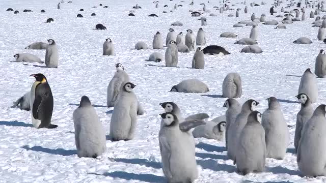 Coulman Island Emperor Penguin Colony