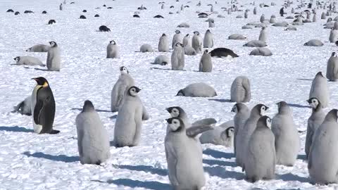 Coulman Island Emperor Penguin Colony