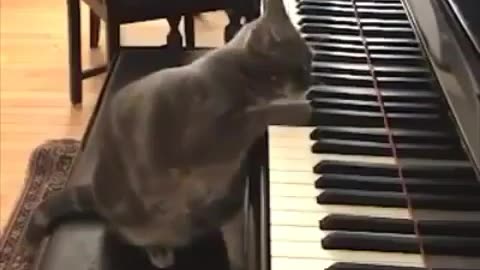 Cat learn how to play piano