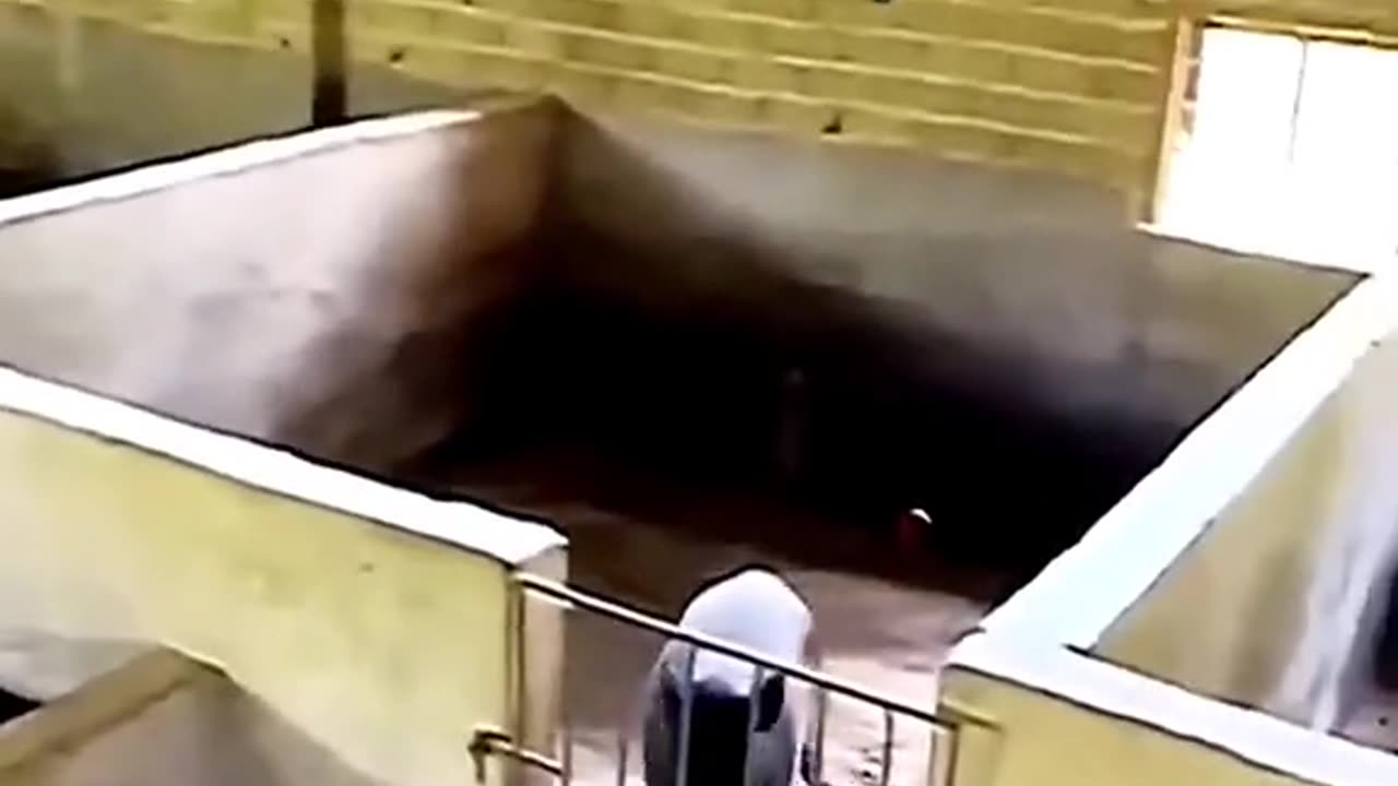A pig
