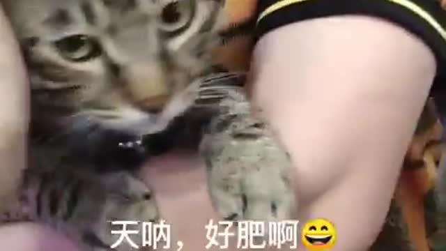 Cute Cats and Funny Animals Compilation 😹 Try Not To Laugh Challenge - Cute Cat 083