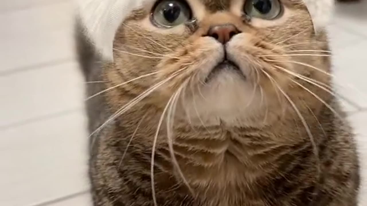 Cute cat