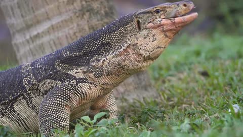 Komodo Dragon Surrounded by Crows