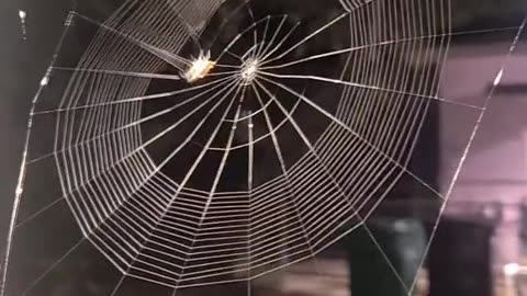 time lapse spider web