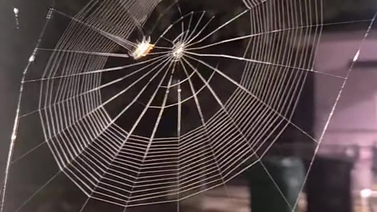 time lapse spider web