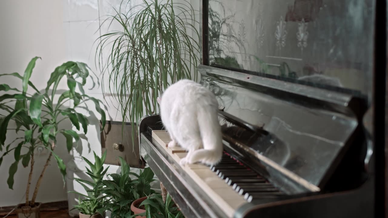 cat on the piano