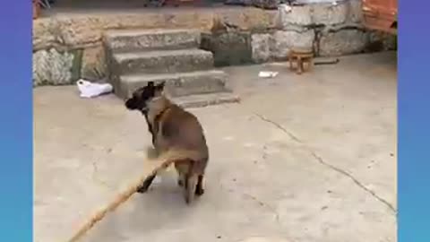 Dogs funny video