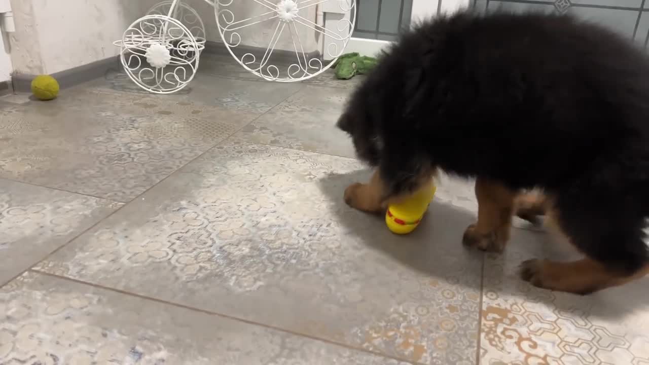 What does a German Shepherd Puppy do when a Cat doesn't want to play