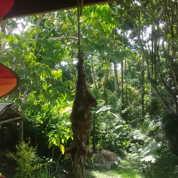 9.11.2024 Yellow-bellied Sunbird (2)