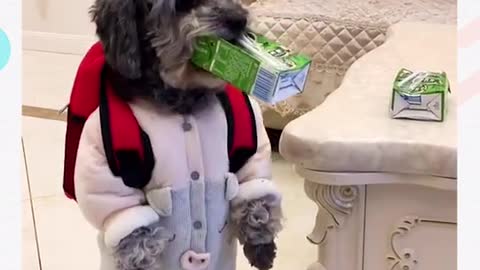 forget your pet while enjoying