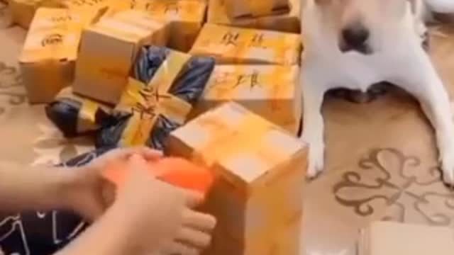 đŸ˜˜Hilarious doggy sits in a very distinguished manner