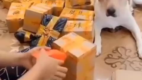 😘Hilarious doggy sits in a very distinguished manner