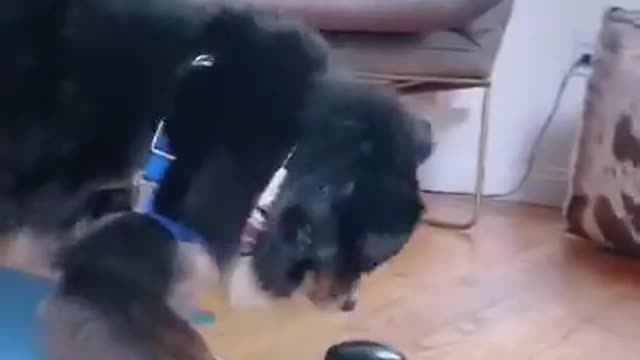 Dog Frantically Presses Treat Button After Figuring Out Its Purpose