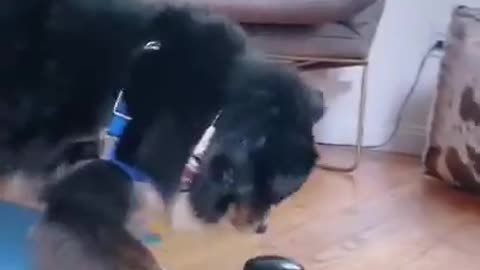 Dog Frantically Presses Treat Button After Figuring Out Its Purpose