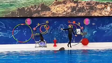 Beautiful dolphin show in Dubai. 🐬 🐬 🐬