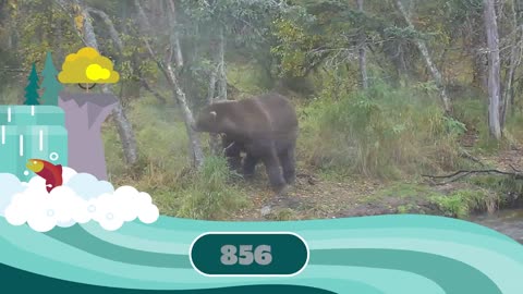 Fat Bear Week Contenders 2022 | Who Has Your Vote?