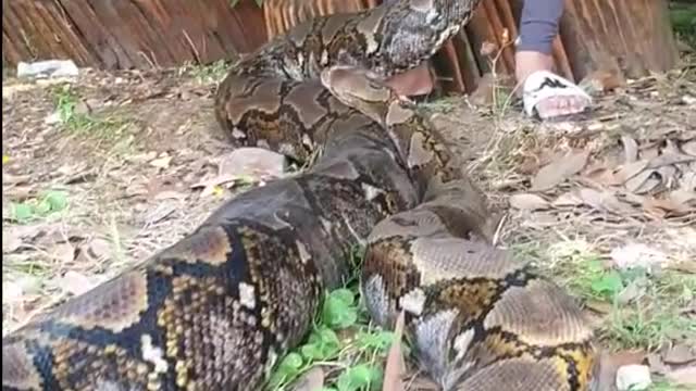 #Python#