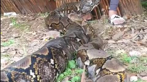 #Python#