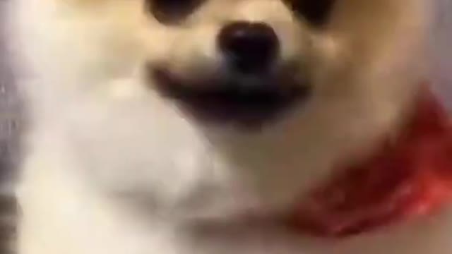 Cute and Funny Dog Videos/#Shorts