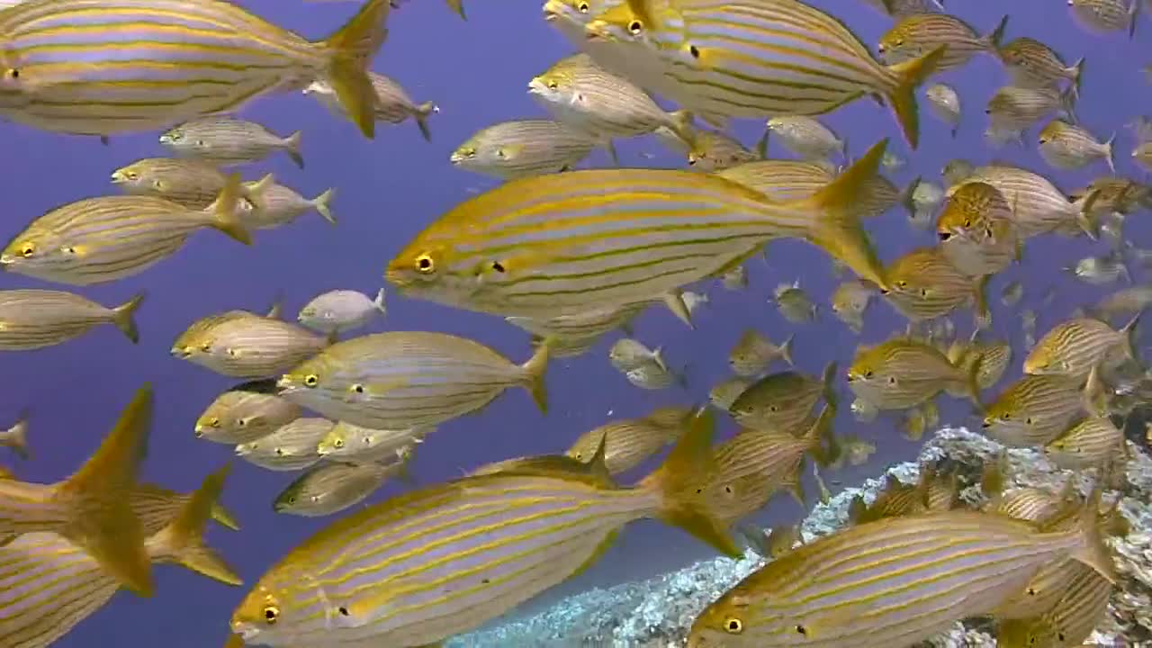 Underwater diving - fish