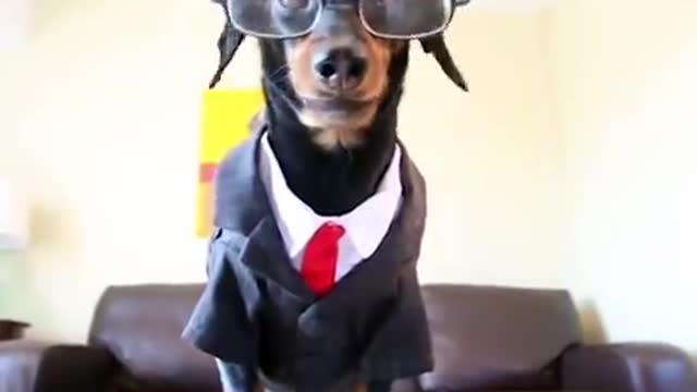 Crusoe the Dachshund Does His Taxes