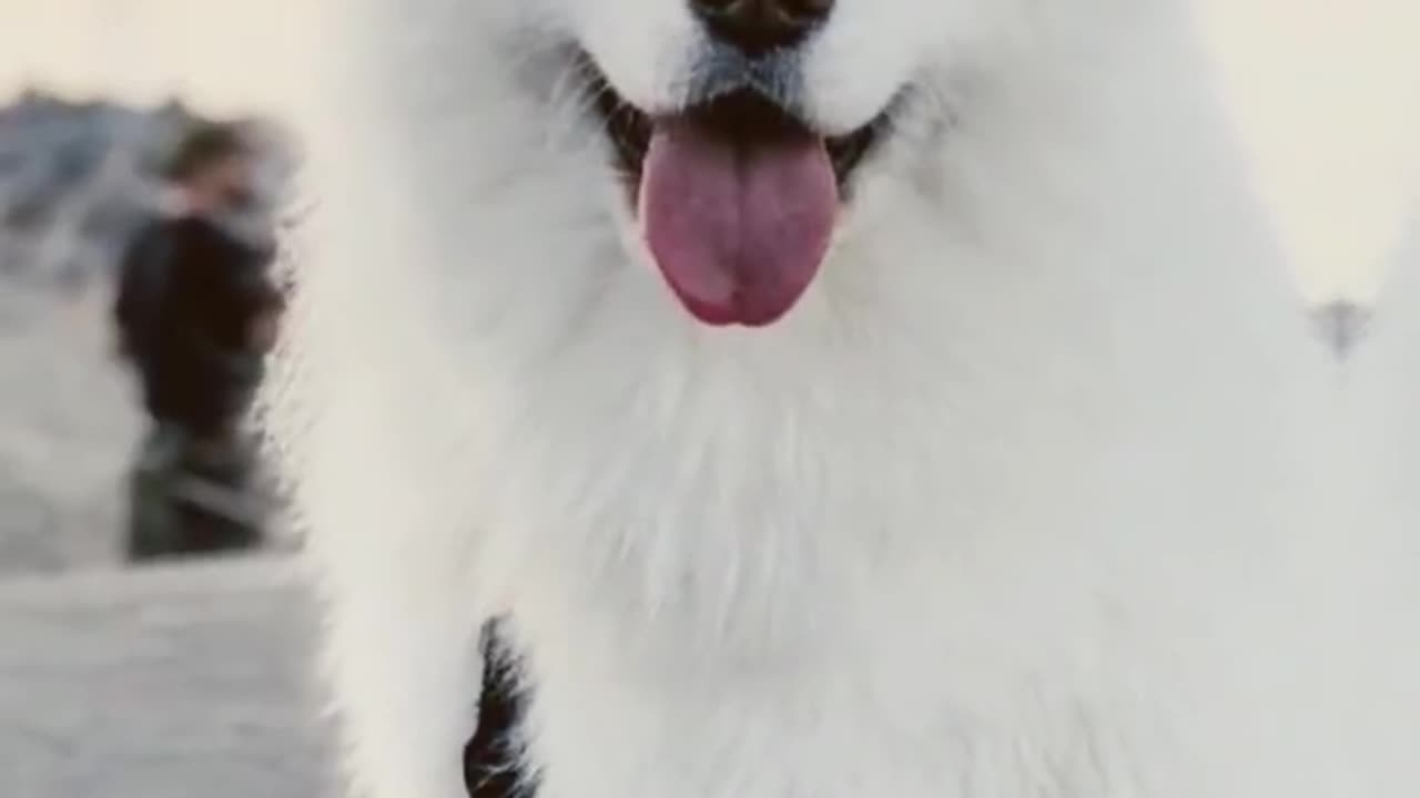 Top 10 most beautiful dog in the world