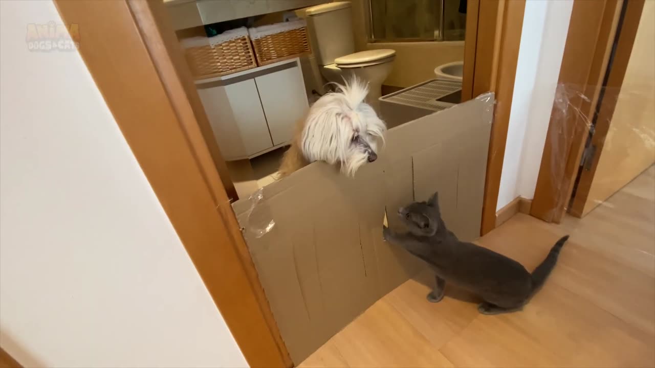 ESCAPING DOORS INDESTRUCTIBLE CAT VS DOGS VERSION