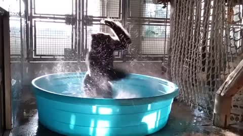 Gorilla dancing