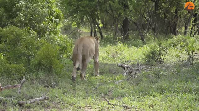 Lion cubs meet dad