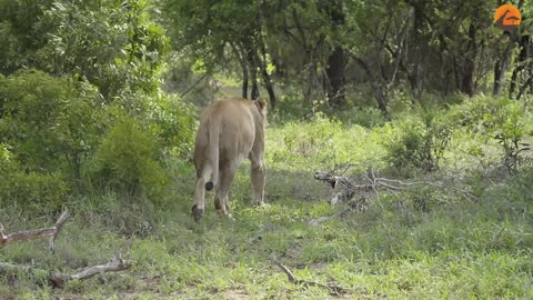 Lion cubs meet dad