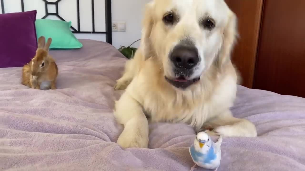 It is impossible to Believe! Dog, Rabbit and Budgie Together on my Bed