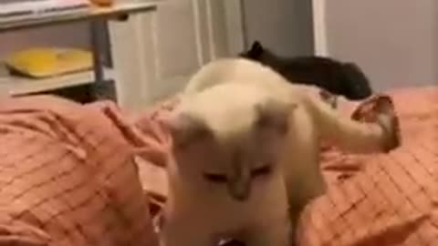 Funny cat