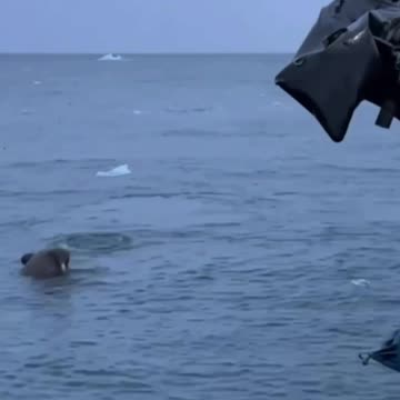 Walrus attacked the Russian inflatable boat