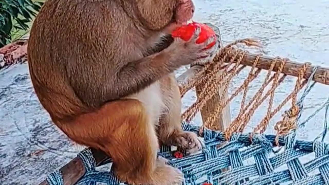 Monkey eating cake and apple