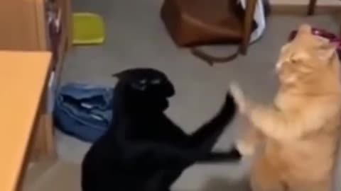 funny and cute cats and dogs moments