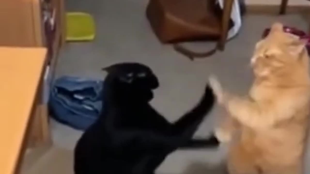 funny and cute cats and dogs moments