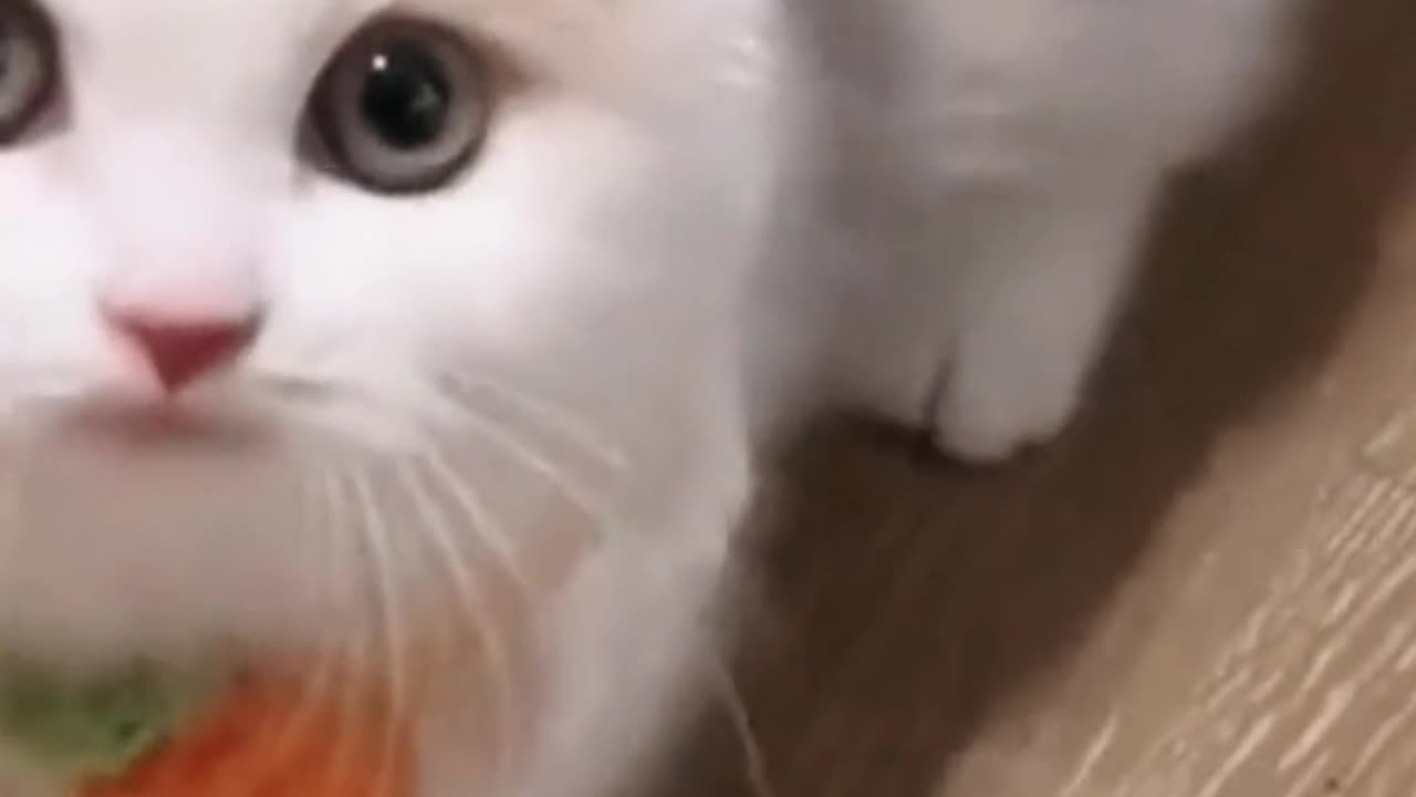 cutecats