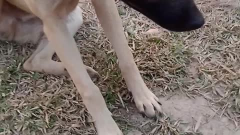 Playing doggy