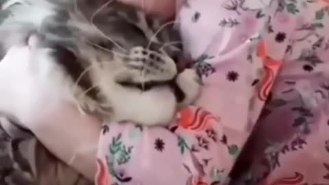 Funny cat video