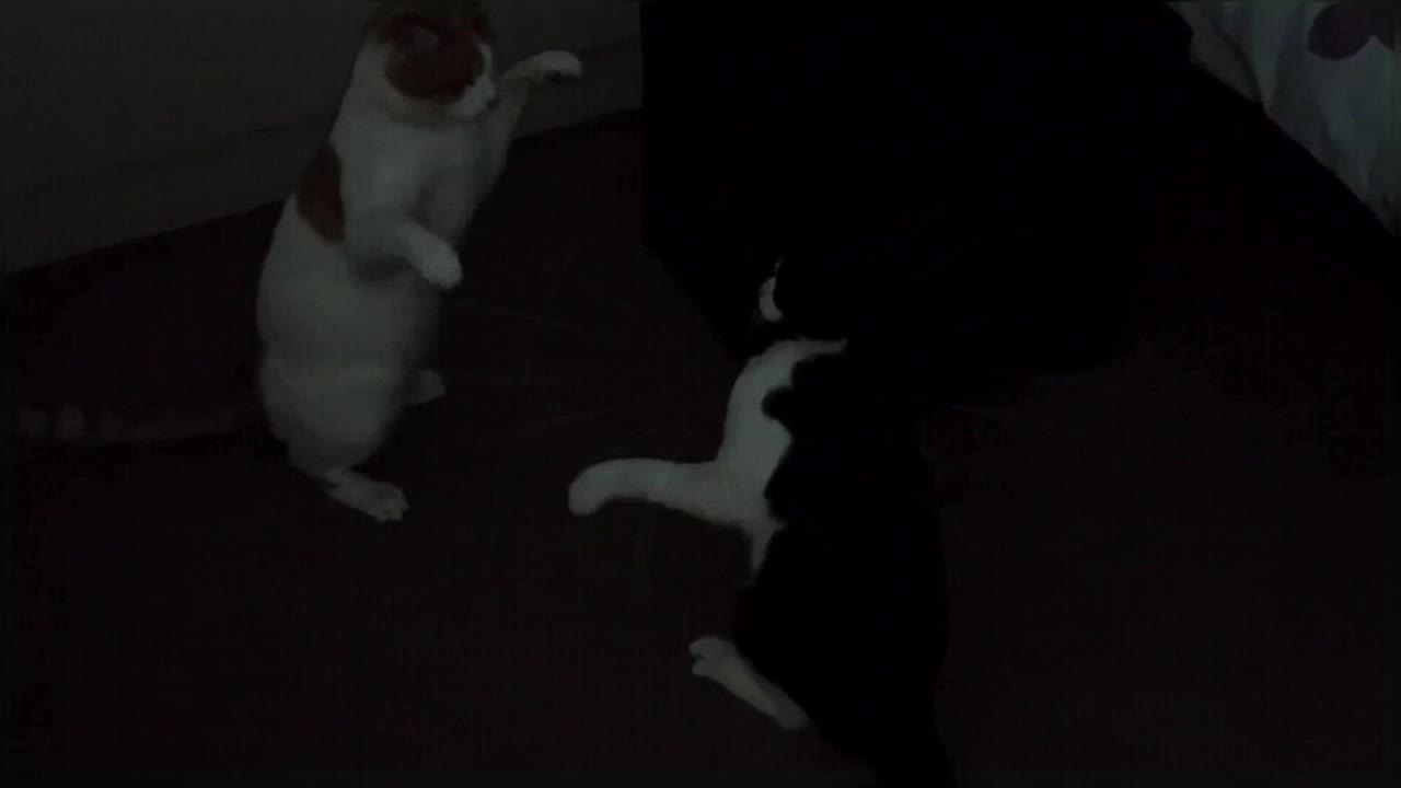 Cats Fighting For Dominance !