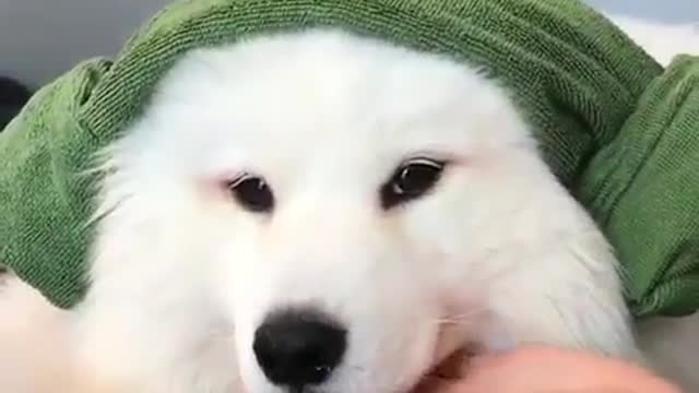 A dog in skincare