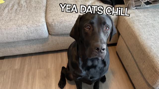 LABRADOR TRIES DAIRY QUEEN BLIZZARD FOR THE FIRST TIME!!