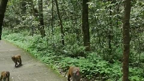 Monkeys in a Forest Park