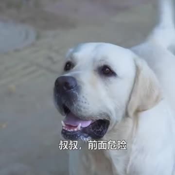 DOG SAVE BLIND MAN LIFE 😚😚😗 #SHOTS #DOGSAVE #YOUTUBESHOTS.mp4
