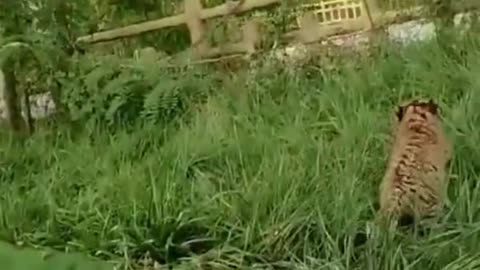 Best Funny Animal Video of the year 2023