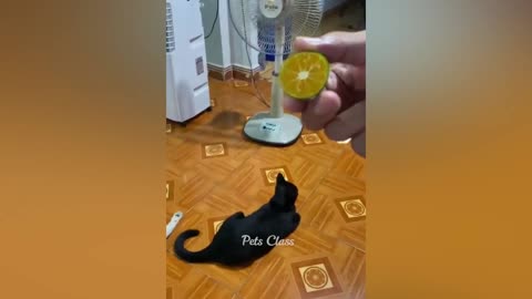 Funniest Animals 2023 😂 Funny Dogs and Cats Videos 😺🐶 Part 7