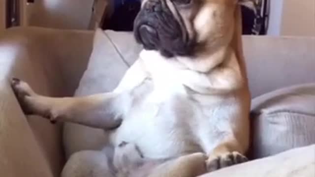 Funny Dog Trying Not to Fall Asleep Short