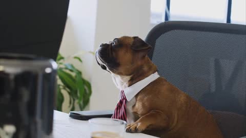 Puppy friends work in office ready to project