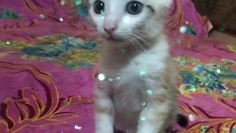 How Adorable Is My Playful Baby Cat 😻🐾 Short Video