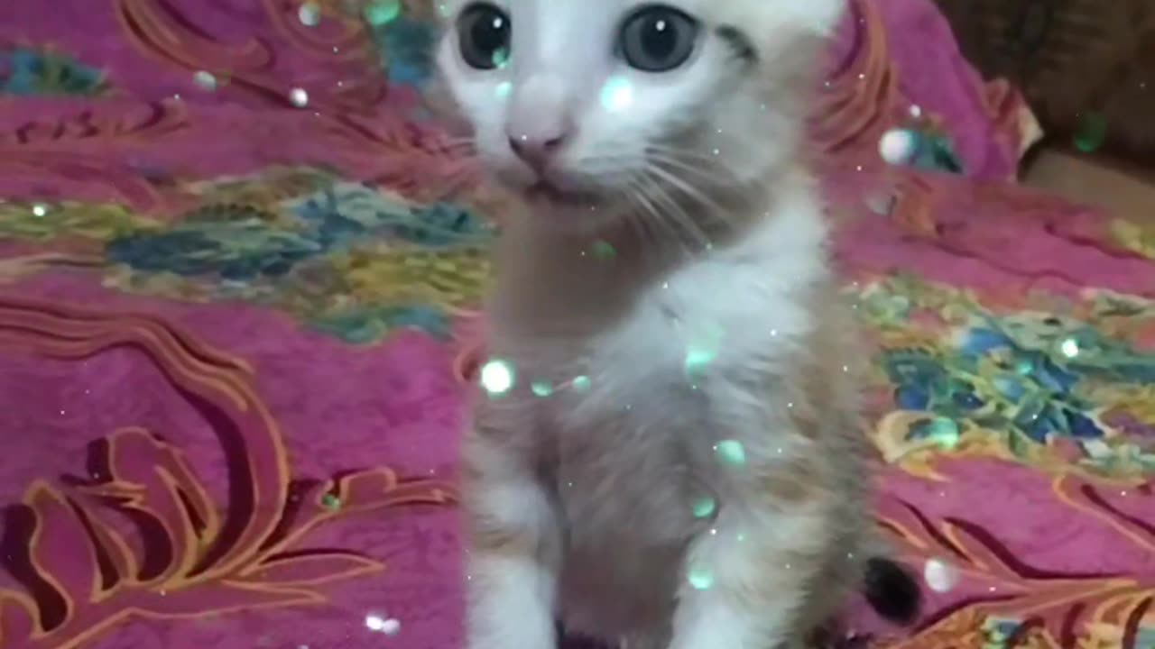 How Adorable Is My Playful Baby Cat 😻🐾 Short Video